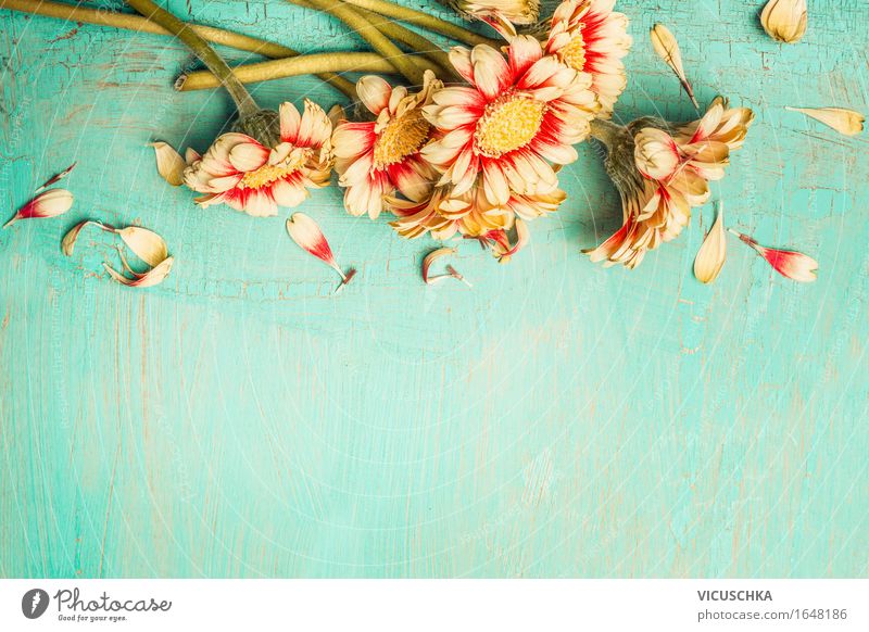 Beautiful flowers on a turquoise background Style Design Summer Decoration Feasts & Celebrations Valentine's Day Mother's Day Birthday Nature Plant Spring