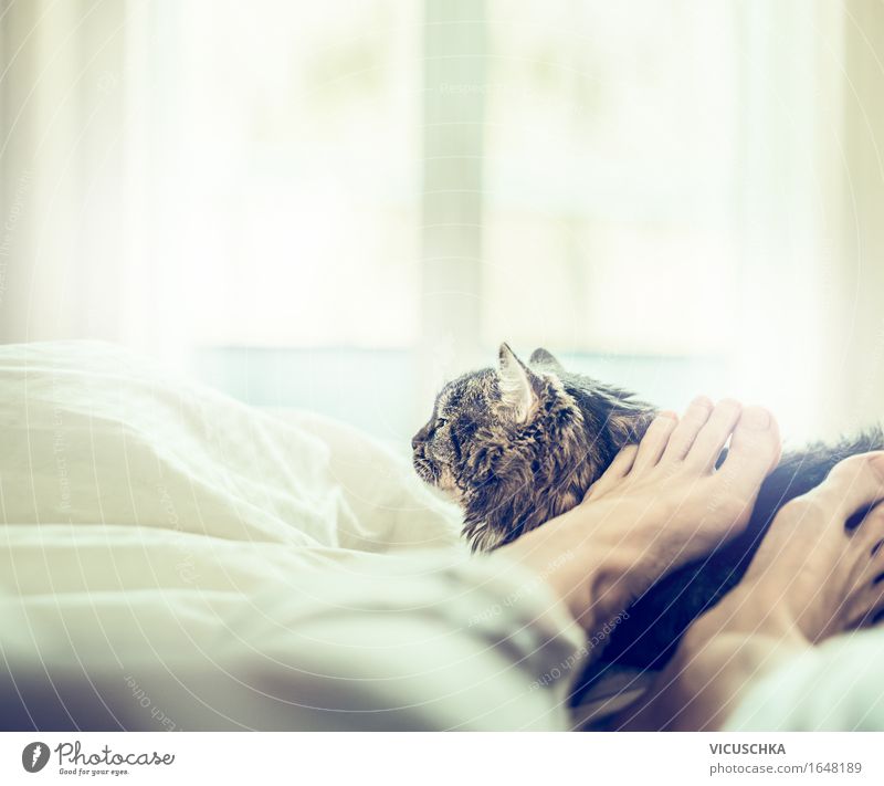 Feel good together Lifestyle Joy Summer Living or residing Bed Bedroom Human being Woman Adults Feet Pet Cat 1 Animal Love Sleep Together Relaxation Window