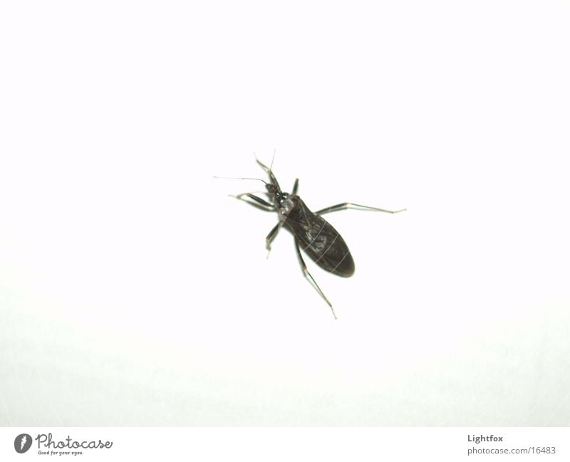 a bugs life Insect Black Pests White Wall (building) Transport Beetle in a flash Nature Macro (Extreme close-up) Legs