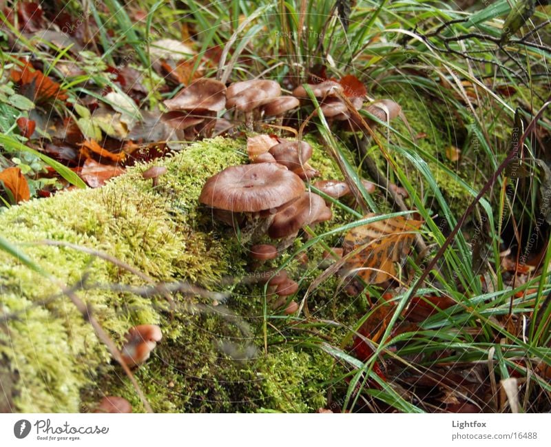 Mushrooms on trunk Eifel Tree Environment Pure Grass Hunter Collection Nature Moss