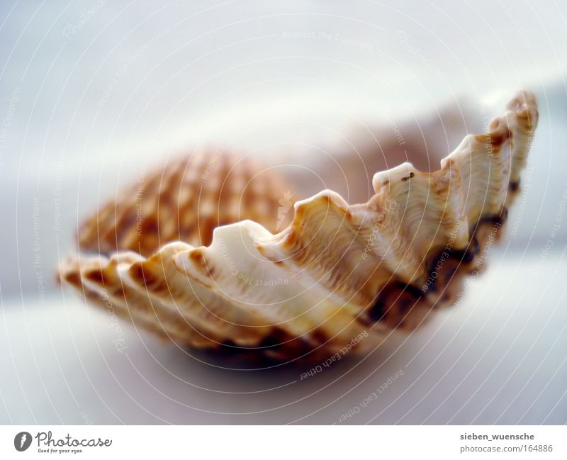 nest stool Environment Nature Mussel Mussel shell Shell-shaped Colour photo Interior shot Detail Macro (Extreme close-up) Day Deep depth of field