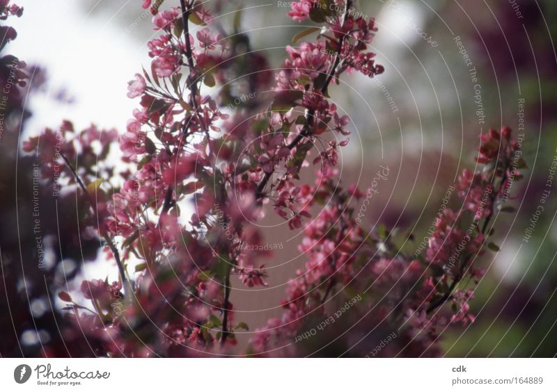 Cherry blossom | pink ornamental flower Colour photo Exterior shot Deserted Morning Shadow blurriness Shallow depth of field Life Harmonious Well-being Senses