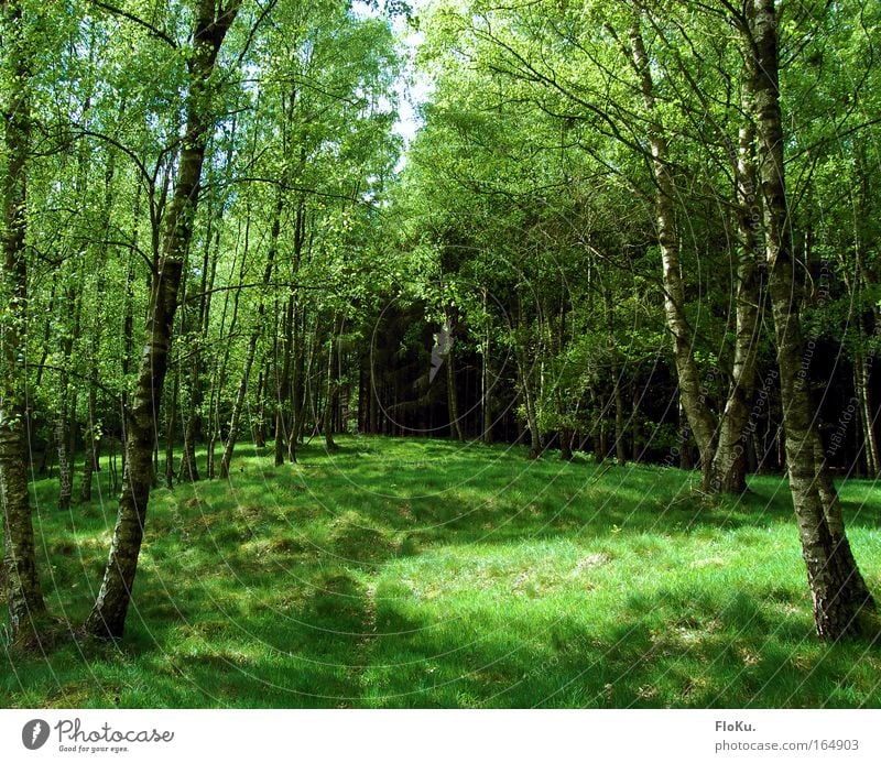 I think I'm standing in the woods Colour photo Exterior shot Deserted Day Light Shadow Sunlight Nature Plant Spring Summer Beautiful weather Tree Grass Moss