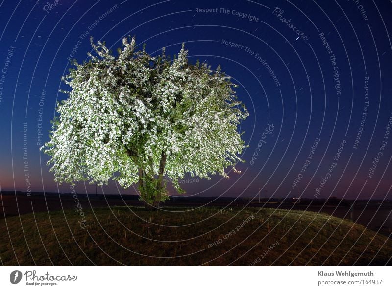 Blossoming pear tree stands on a small hill and is illuminated under starry sky Nature Night sky Stars Tree Field Hill salow mill mountain Emotions Romance
