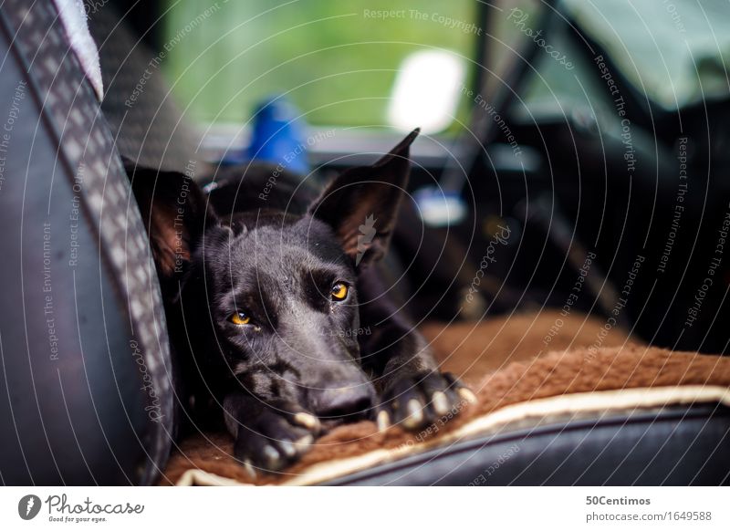 Travelling with dog Summer Summer vacation Nature Means of transport Motoring Vehicle Car Animal Pet Dog 1 Listening Looking Contentment Love of animals