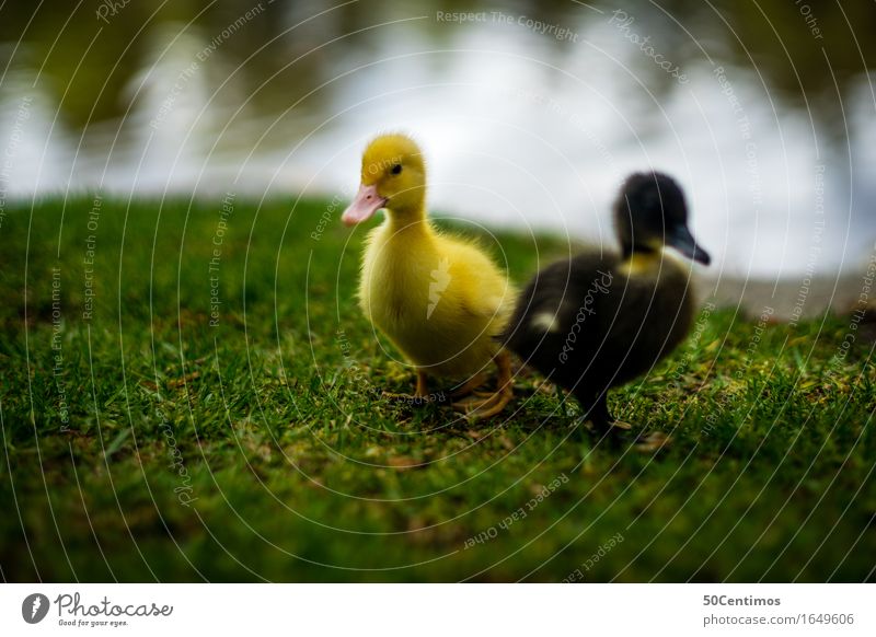 two little ducks Nature Grass River bank Animal Wild animal Duck 2 Group of animals Pair of animals Baby animal Discover Friendliness Happiness Happy Small