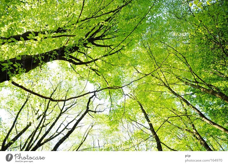 purple forest Nature Animal Sunlight Spring Summer Climate Beautiful weather Tree Leaf Forest Observe Bright Above Green Black Optimism Relaxation Hope Idyll