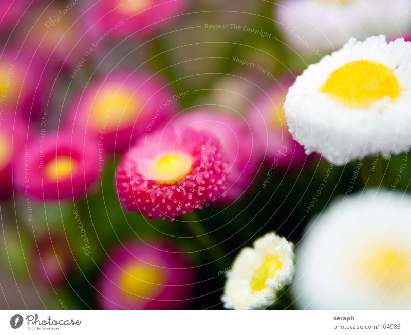 Daesies Flower Flower meadow Meadow Grass Summer mood blooms flower goose flower Nature Background picture bloom-plant Verdant Floral flora Botany Daisy