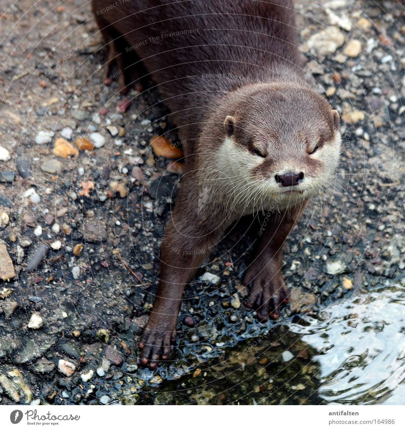 The Otter Animal Wild animal Animal face Pelt Paw Zoo 1 Stone Sand Water Looking Esthetic Cool (slang) Elegant Glittering Astute Natural Curiosity Brown Gray