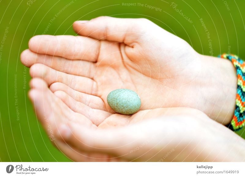 unfit to fly Hand Fingers Animal Bird Egg Bird's egg Nest Protection Stop Fragile Caution imported Nature Skin Find Colour photo Exterior shot Light Shadow