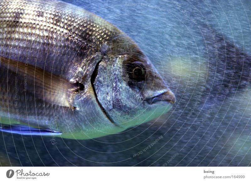 Friday fish Underwater photo Neutral Background Motion blur Fisheye Food Spanish cuisine Dive Waves Coast Reef Ocean Atlantic Ocean Wild animal 1 Animal Catch