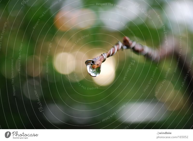 He's about to fall. Colour photo Exterior shot Close-up Detail Deserted Day Evening Central perspective Environment Nature Water Drops of water Spring Weather