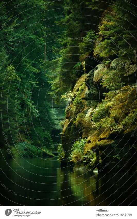 Edmundsklamm in Bohemian Switzerland Nature Landscape Plant Tree Rock River Brook Rocky gorge Silent Gorge Elbsandstone mountains Czech Republic Green Overgrown