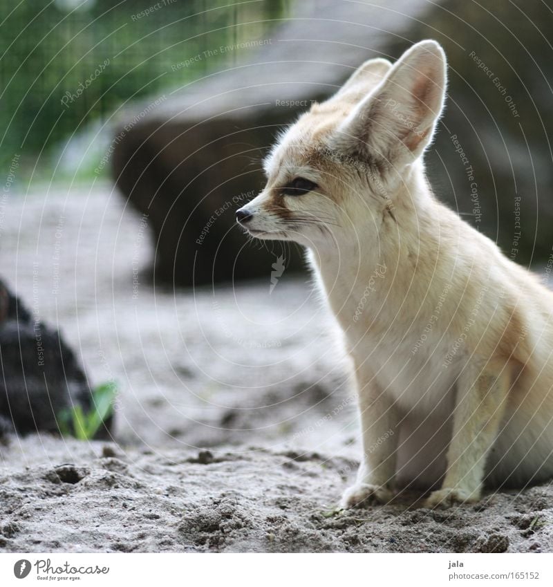 vixen Colour photo Exterior shot Deserted Day Animal portrait Looking away Wild animal Dog Animal face Pelt Zoo Fox fennec desert fox 1 Cuddly Small