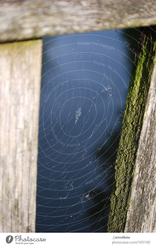 spun Colour photo Exterior shot Close-up Deserted Day Evening Twilight Sunlight Long shot Nature Spider Spider's web Wood Fence Bridge Touch Catch Hang To swing