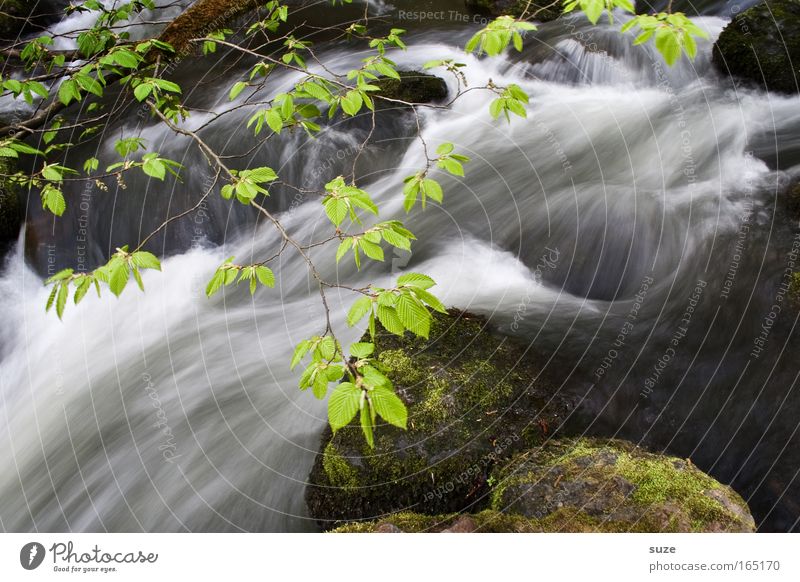 In the Triebtal Environment Nature Landscape Water Climate Beautiful weather Rock River bank Brook Stone Exceptional Fantastic Fresh Wet Green Growth Change