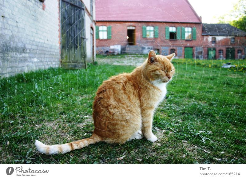 Red cat Colour photo Exterior shot Deserted Day Evening Animal portrait Profile Looking Pet Wild animal Cat 1 Contentment Relaxation Free-living Prowl