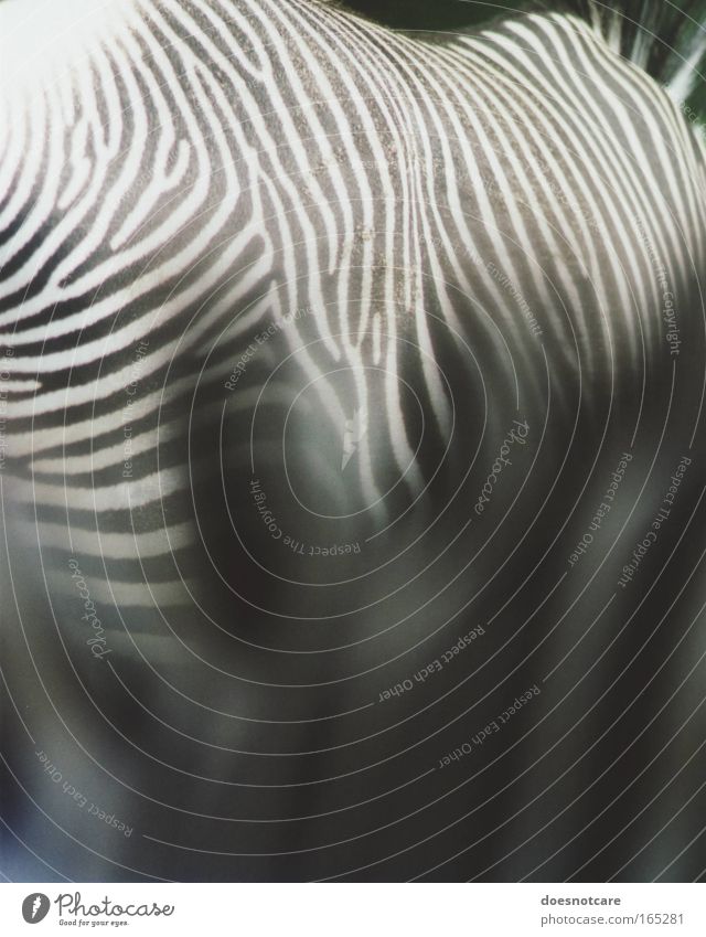 A Hundred Stripes. Animal Wild animal Horse Zoo 2 Black White Zebra Analog Single-lens reflex camera 35mm film Pelt Black & white photo Detail Pattern Contrast