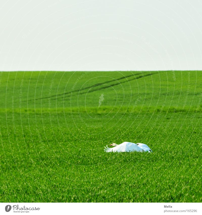 Swan Lake II: Departure Environment Nature Landscape Plant Animal Cloudless sky Spring Agricultural crop Field Wild animal Wing 1 Movement Flying Esthetic