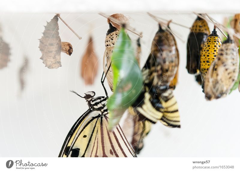 promotion of young talent Animal Wild animal Butterfly Insect 1 Group of animals Hang Exotic Small Near Beautiful Brown Multicoloured Yellow Gray Green White