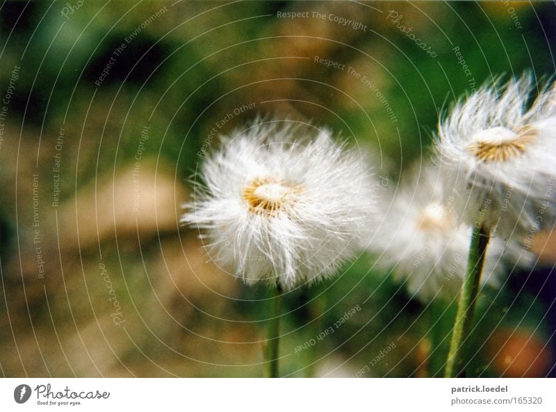 Macro view of a dandelion - a Royalty Free Stock Photo from Photocase