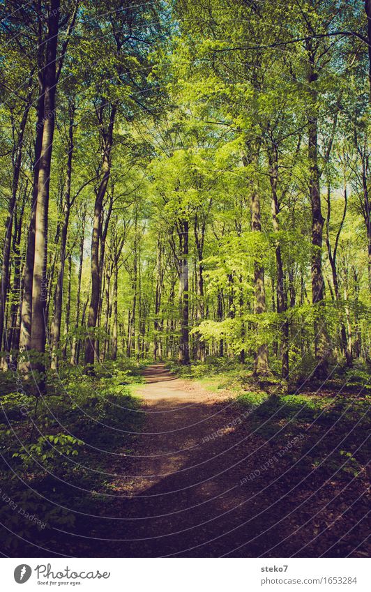 spring forest Spring Beautiful weather Tree Forest Lanes & trails Relaxation Hiking Fresh Green Nature Beech wood Deciduous forest Footpath Colour photo