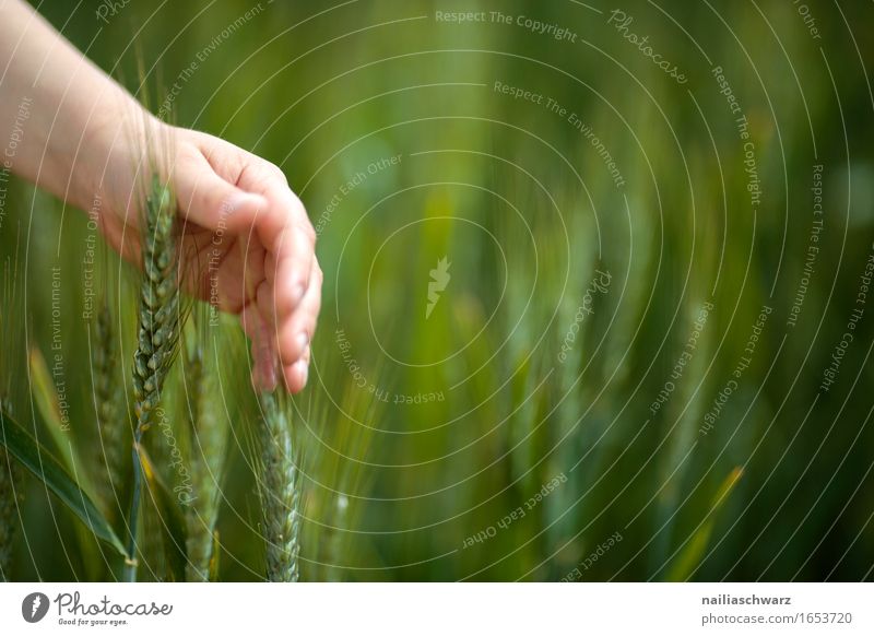 cornfield Food Human being Masculine Child Boy (child) Hand 1 3 - 8 years Infancy Environment Nature Plant Agricultural crop Wheat Field Jump Soft Agriculture
