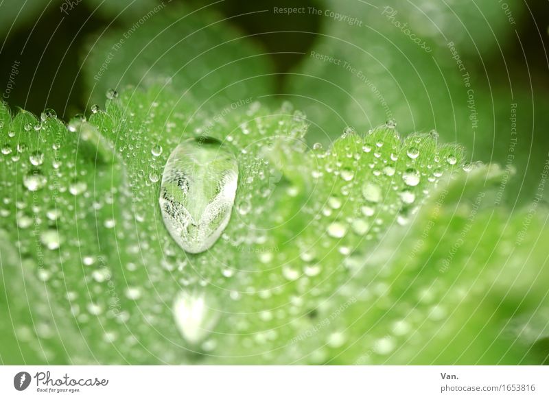 morning dew Nature Water Drops of water Spring Plant Leaf Foliage plant Alchemilla vulgaris Dew Fresh Small Wet Green Colour photo Multicoloured Exterior shot