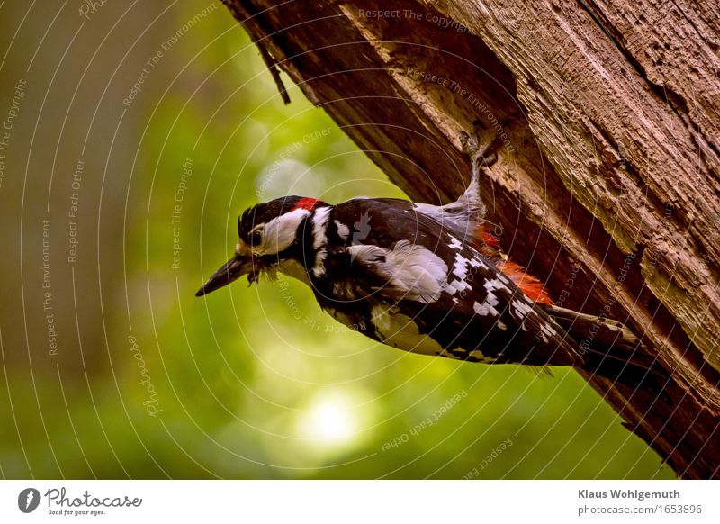shoulder look Environment Nature Animal Spring Summer Tree Forest Bird Claw Spotted woodpecker 1 Observe Looking Brown Yellow Green Red Black White Considerate