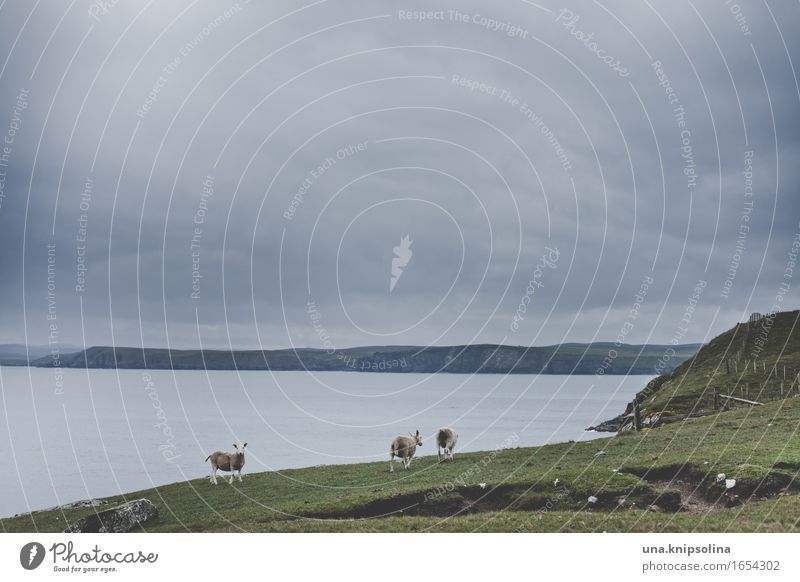 A sheep rarely comes alone Vacation & Travel Tourism Adventure Nature Landscape Clouds Meadow Coast Ocean Scotland Farm animal Sheep 3 Animal Herd Observe