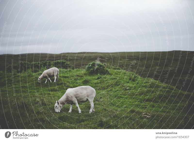 sheep somewhere in scotland Nature Landscape Clouds Bad weather Meadow Field Scotland Animal Farm animal Sheep 2 To feed Colour photo Subdued colour