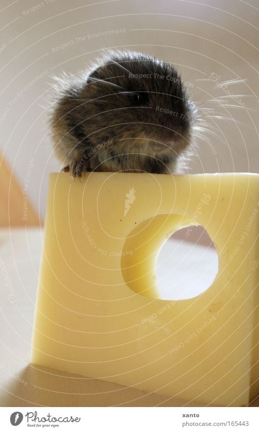 Mice would buy cheese Colour photo Interior shot Close-up Deserted Neutral Background Day Central perspective Animal portrait Forward Cheese Wild animal Mouse 1