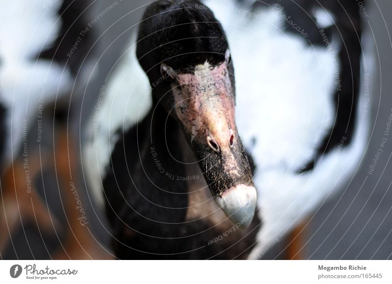 goose Colour photo Subdued colour Exterior shot Close-up Animal portrait Front view Looking away Nature Wild animal Bird Animal face Zoo 1 Think Sadness Near