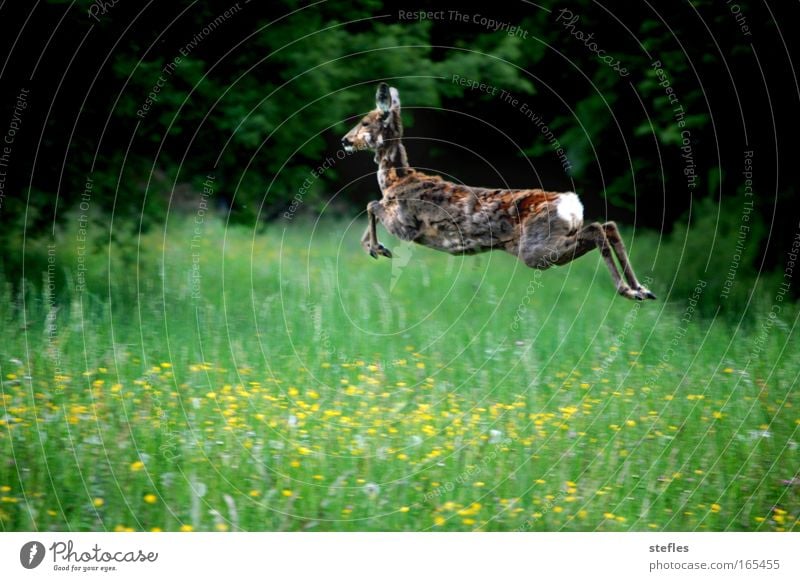 Jump into spring Colour photo Exterior shot Deserted Day Central perspective Nature Animal Field Wild animal Pelt Roe deer 1 Joy Happiness Timidity Contentment