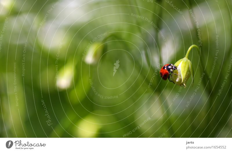 beetle of the month Plant Spring Summer Beautiful weather Flower Grass Blossom Animal Wild animal Beetle 1 Crawl Simple Natural Nature Ladybird June beetle