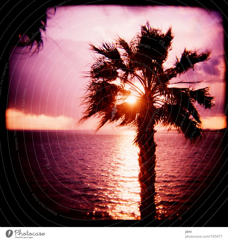 palm glow Colour photo Exterior shot Lomography Holga Twilight Sunbeam Sunrise Sunset Sky Horizon Beautiful weather Exotic Beach Contentment Spring fever