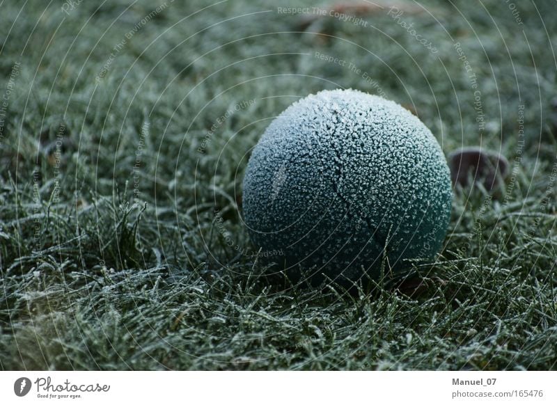 BALL ICE Colour photo Exterior shot Detail Deserted Copy Space left Morning Contrast Shallow depth of field Central perspective Environment Nature Plant Earth