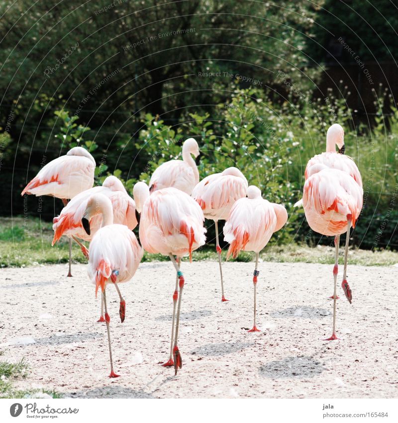 break away Colour photo Exterior shot Deserted Day Central perspective Animal portrait Plant Bushes Bird Wing Zoo Group of animals Beautiful Pink Flamingo
