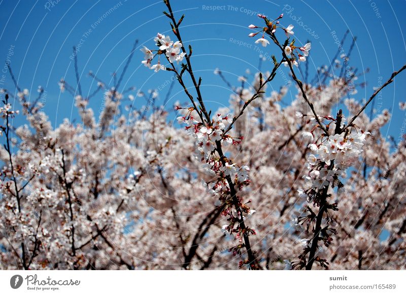 fragile Colour photo Exterior shot Deserted Day Sunlight Profile Environment Nature Sky Spring Beautiful weather Plant Tree Blossom Cherry blossom Park