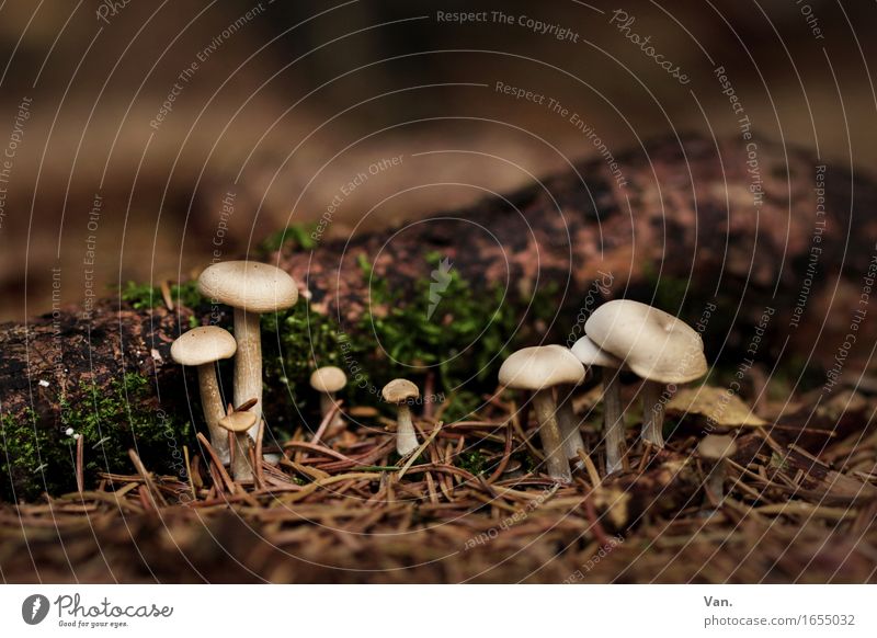 Autumn is here Environment Nature Plant Moss Mushroom Cone Fir needle Forest Growth Small Brown Colour photo Subdued colour Exterior shot Close-up Day