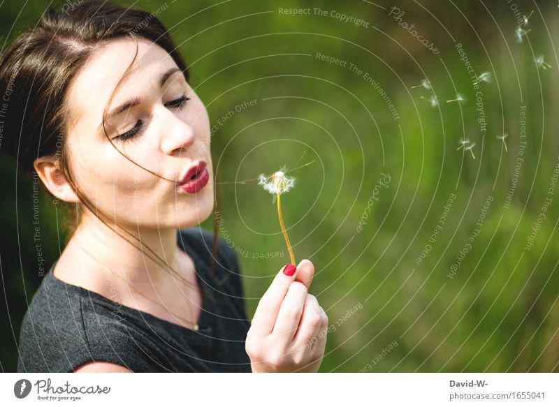 dandelion blow Summer Summery pretty Plant lowen tooth Nature flowers spring Exterior shot Colour photo Close-up Sámen Meadow Environment Detail green White