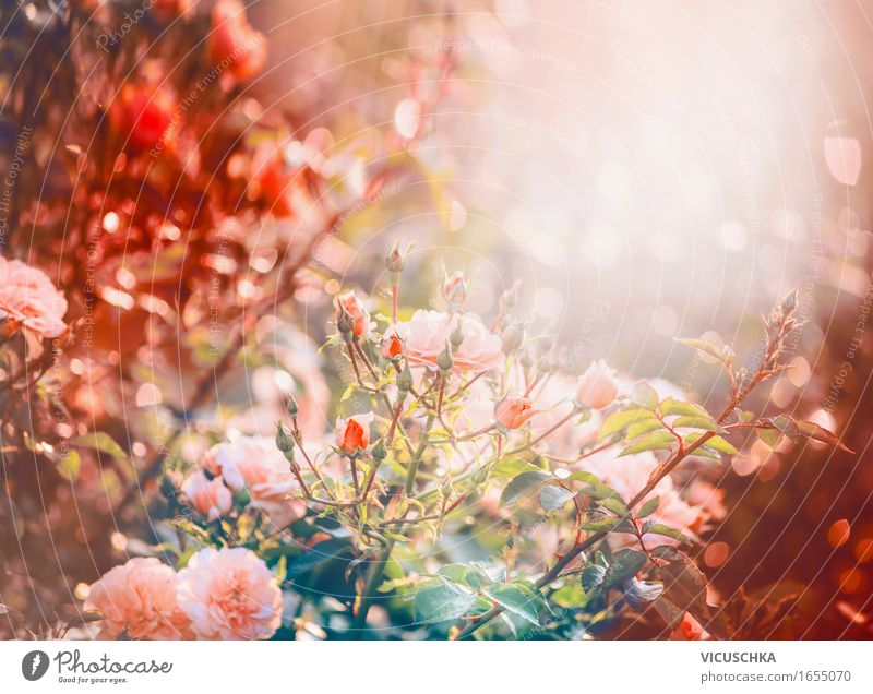 Roses in the garden or park Lifestyle Design Summer Garden Nature Plant Sunrise Sunset Sunlight Autumn Beautiful weather Bushes Leaf Blossom Park Blossoming