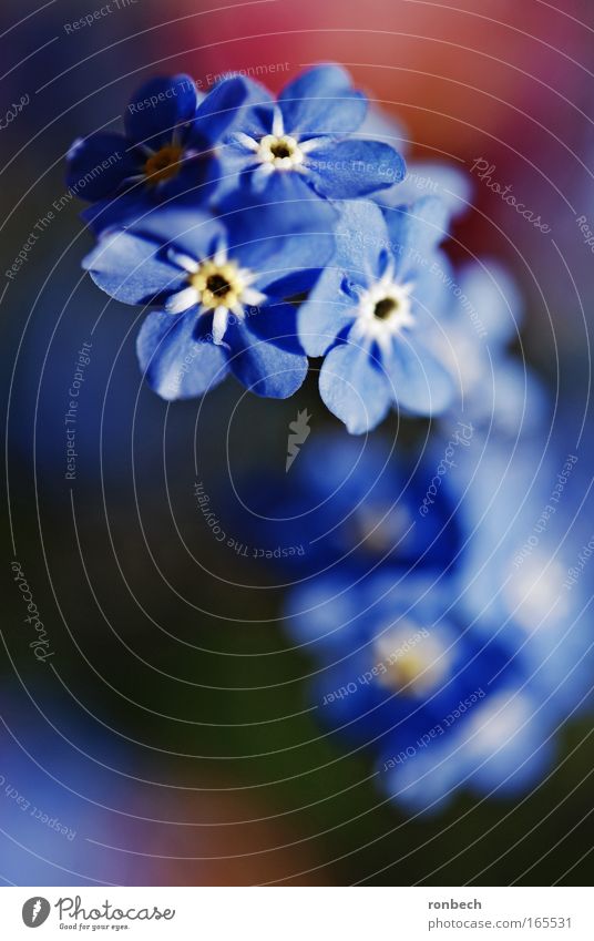 forget-me-not Colour photo Exterior shot Macro (Extreme close-up) Sunlight Blur Shallow depth of field Nature Plant Spring Flower Blossom Meadow Esthetic