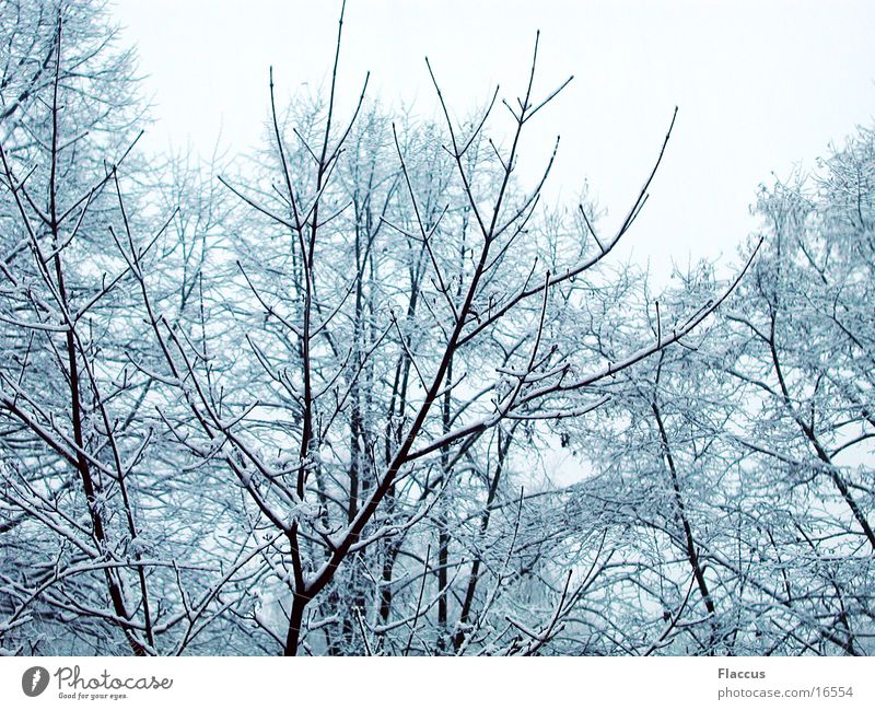 winter branches Winter Tree Branch Snow Treetop Structures and shapes fractal