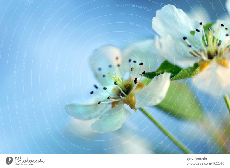 flower dream Plant Sky Spring Blossom Blossoming Fragrance Growth Blue White Romance Beautiful Beginning Pure Innocent Transience Change Cherry Cherry blossom