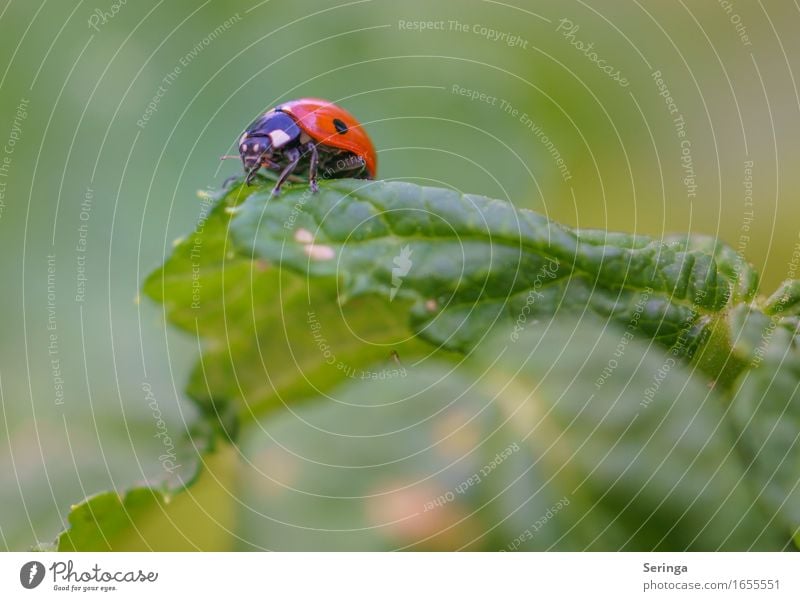 ready for take off Spring Summer Plant Leaf Animal Wild animal Beetle Animal face Wing 1 Flying Crouch Crawl Ladybird Insect Colour photo Multicoloured