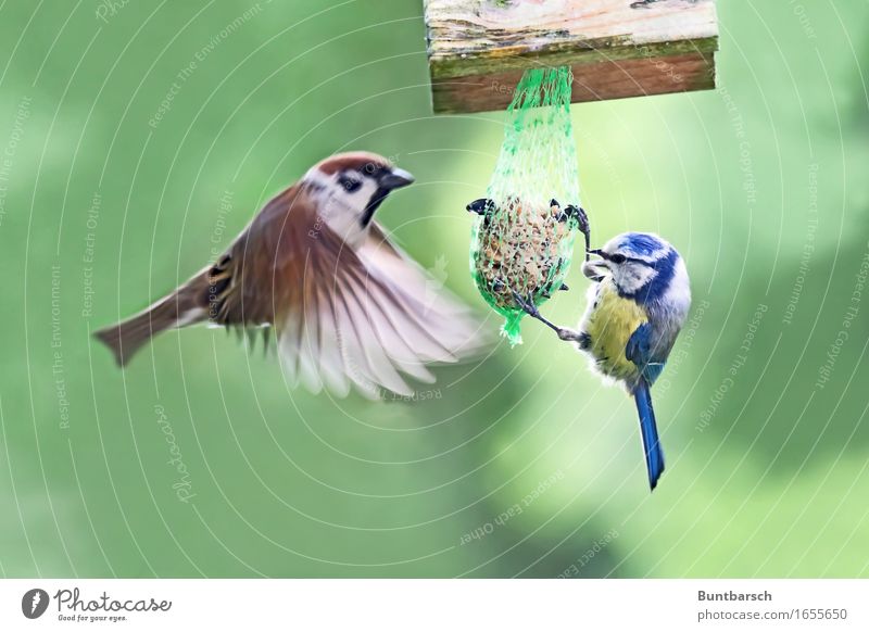 divided by 2 Animal Wild animal Bird Wing Passerine bird Sparrow Tree sparrow Feather Flying To feed Feeding Hang Authentic Together Natural Blue Brown Yellow