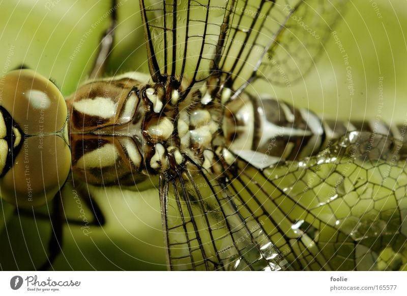 king dragonfly Colour photo Close-up Macro (Extreme close-up) Deserted Day Flash photo Shallow depth of field Animal portrait Upper body Rear view Nature
