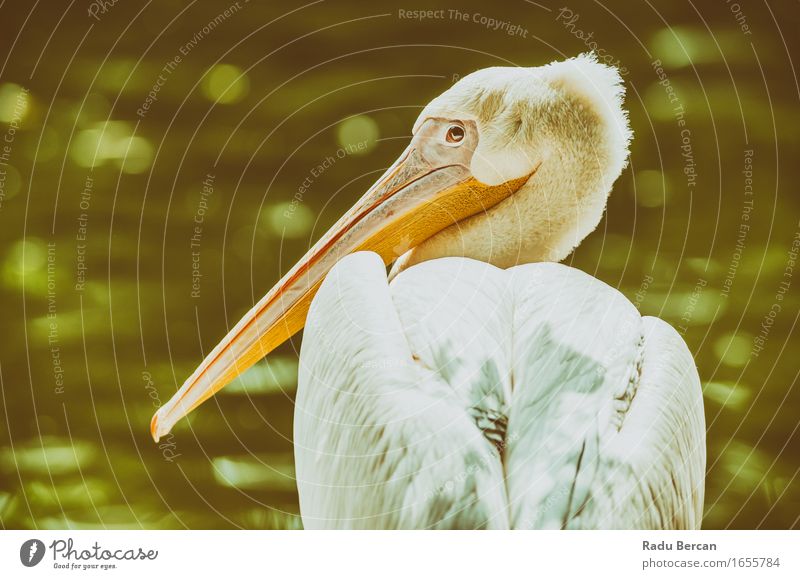 Wild Pelican Portrait Nature Animal Wild animal Bird Animal face 1 Observe Looking Sit Beautiful Near Curiosity Green White Wild bird Colour photo