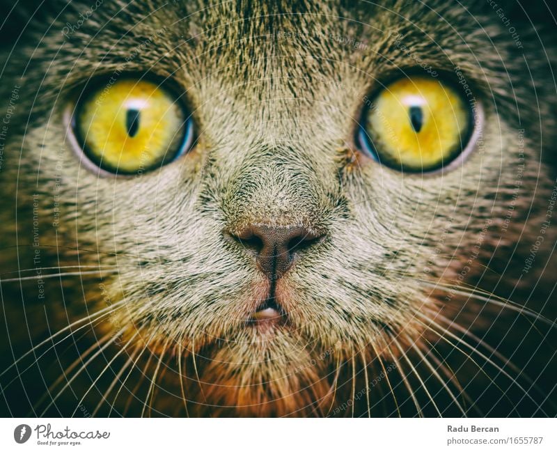 British Short Hair Cat Portrait Nature Animal Pet Wild animal Animal face 1 Observe Discover Communicate Looking Simple Friendliness Funny Near Curiosity Cute